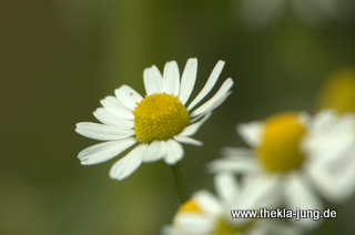 Gänseblume